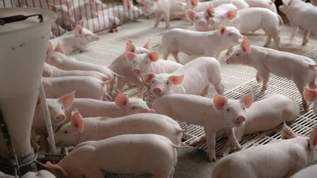 Más cerdo en la mesa: el consumo argentino alcanzó un nuevo máximo