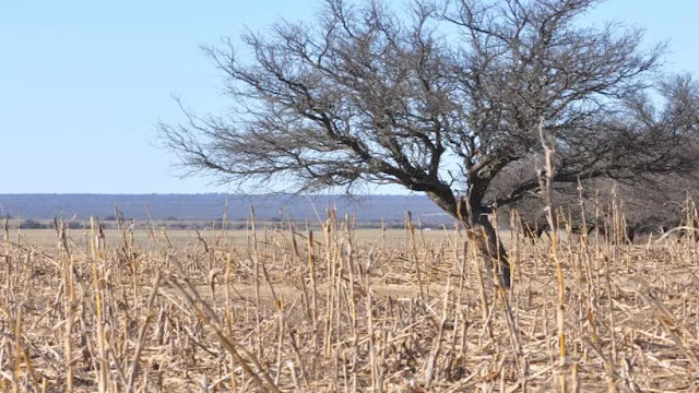 La Pampa Extiende El Estado De Emergencia Agropecuaria