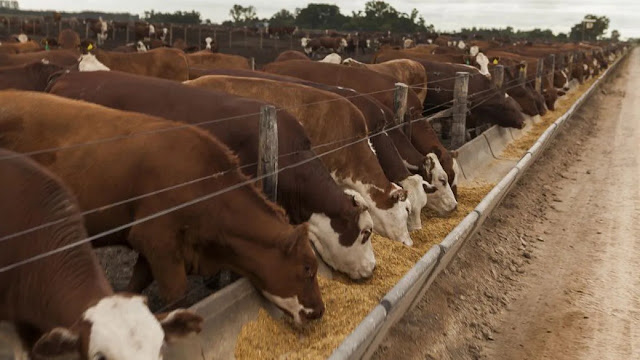 Ganadería: Se Espera Gastos e Inversiones