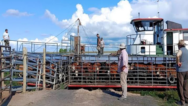 Santa Fe logró reducir más del 70% del ganado en riesgo