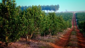 Expo Rural: Alertan sobre la pérdida de exportaciones por la prohibición del glifosato en Misiones