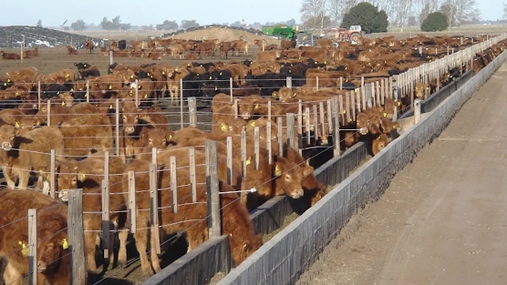 Actividad De Los Feedlots Junio.