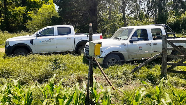 Senasa Realiza Monitoreo Sobre Dalbulus Maidis