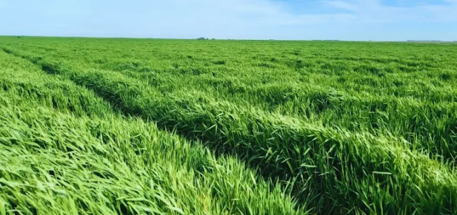 Nacira Inta Nueva Variedad De Cebada Forrajera