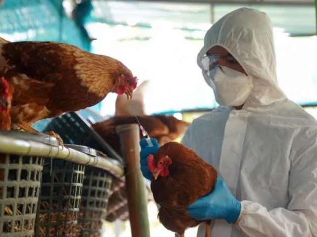 Asistencia económica a Productores afectados por la gripe Aviar