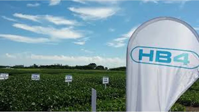Soja HB4: alertan por riesgos comerciales con Europa