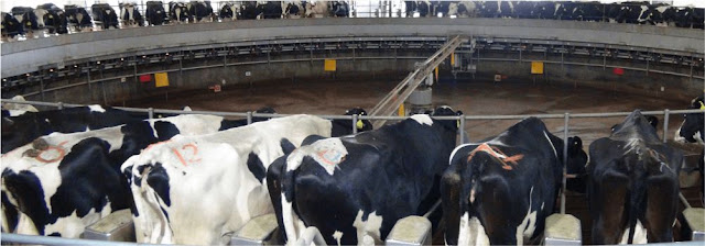 Transmisión H5N1 En Vacas De Ordeñe