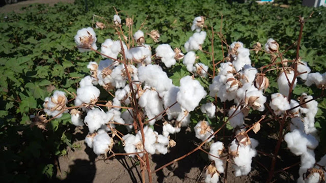 Argentina Lanza La Primera Variedad Comercial De Algodón Del Mundo Resistente a Imidazolinonas