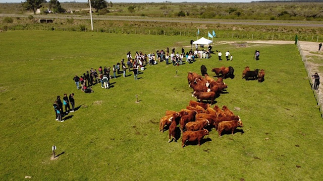 Ganadería De Precisión En Corrientes.
