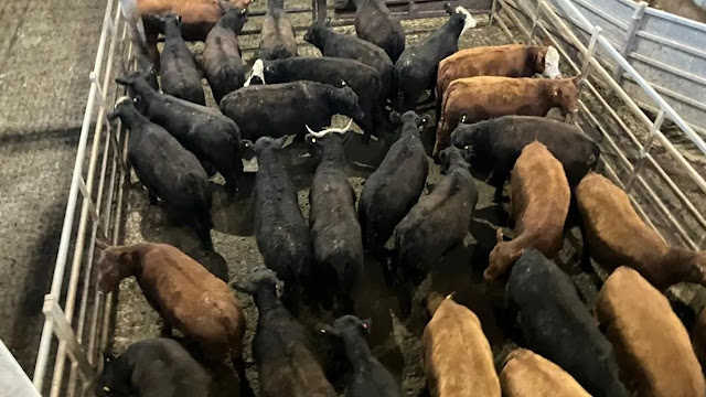 Informe De La Primera Jornada En El MAG (Mercado Agroganadero De Cañuelas)