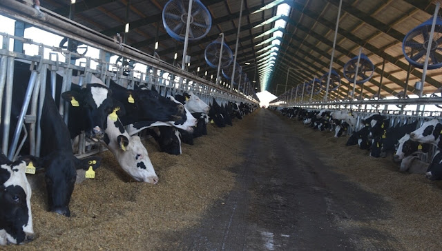 En el sur de Santa Fe, 14.000 vacas en tambos calesita hacen girar la economía circular