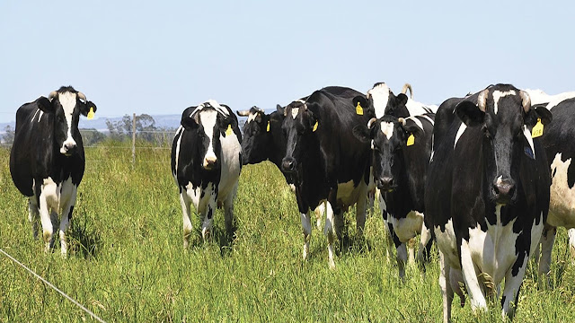 La producción de leche creció 4,5% en los primeros ocho meses de 2026