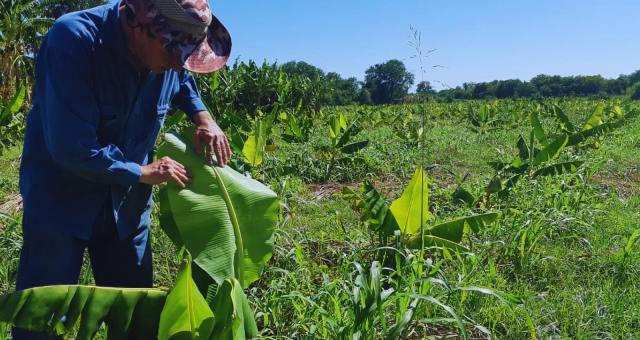 Conservan Una Amplia Variabilidad Genética De La Banana