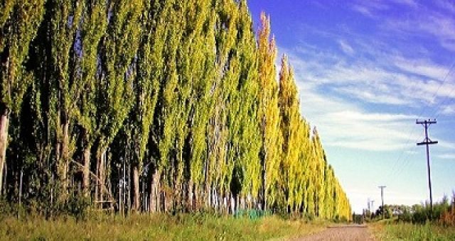 estudio arroja Resultados Positivos del Madera del Alamo