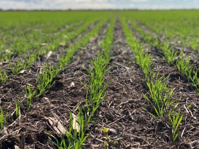 Región núcleo: las lluvias fueron una bendición para el trigo