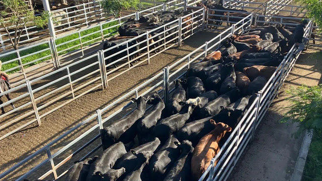 El MAG sostuvo la firmeza y los animales livianos marcaron los mejores precios