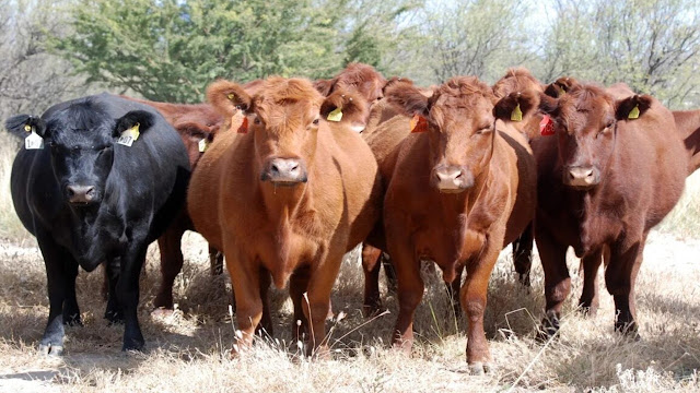 Productores y frigoríficos rechazan la eliminación del aporte obligatorio al IPCVA