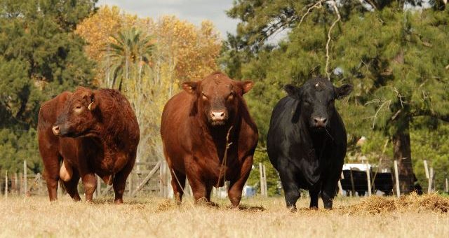 Semana Angus Remates 2024