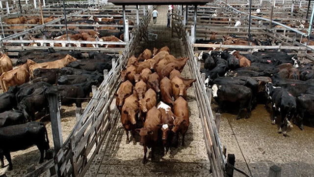 Carne firme, ternero caro y exportaciones en alza marcan el inicio de 2026
