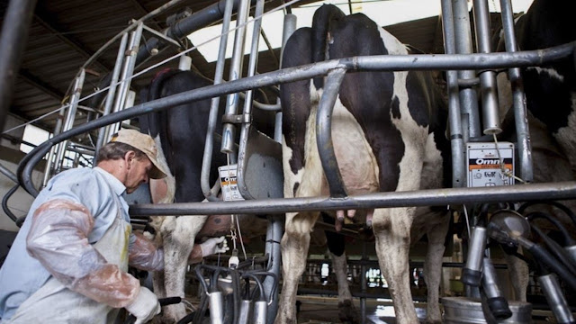 Lanzan Nueva Línea De Créditos Para Tamberos: Cuáles Son Los Requisitos, Montos y Plazos