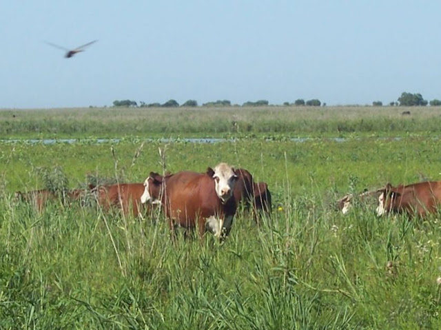 Productores Retiran Hacienda Por Crecida Del Río Paraná En El Norte De Santa Fe