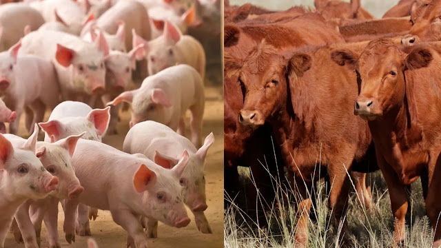 El Cerdo Gana Terreno En La Mesa Argentina Por Precio y Consumo