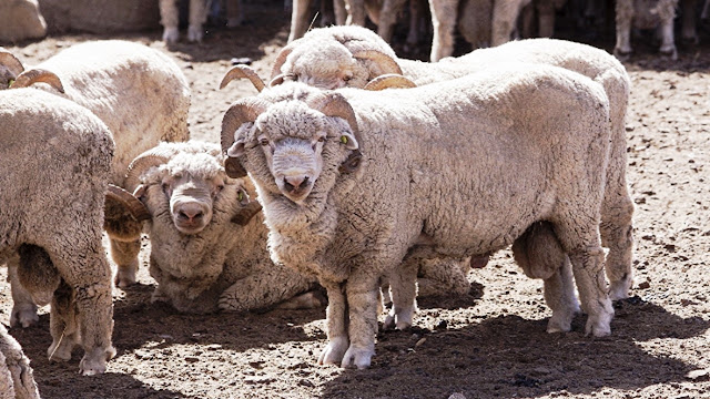 SENASA declaró la alerta sanitaria por sarna ovina en Chubut