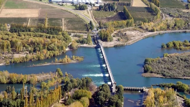 Maíz y alfalfa: el nuevo desafío productivo que impulsa Río Negro