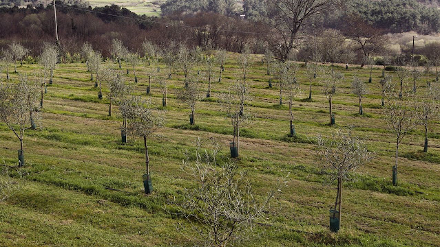 Investigación Olivícola INTA Catamarca.