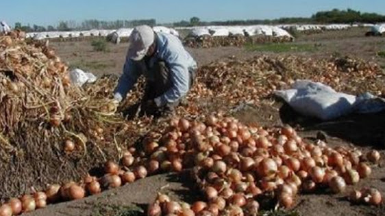 Buenos Aires Tendrá un Nuevo Censo Hortiflorícola Después De 20 Años