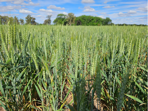 Avanza la siembra de trigo en Argentina: se cubrió el 23,6% del área estimada