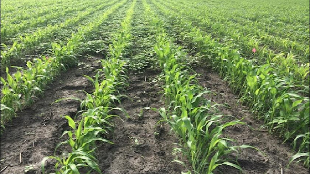 Informe Sobre Siembra De Sorgo.