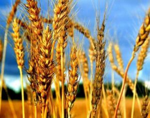 Molienda Agrícola 2023/24.