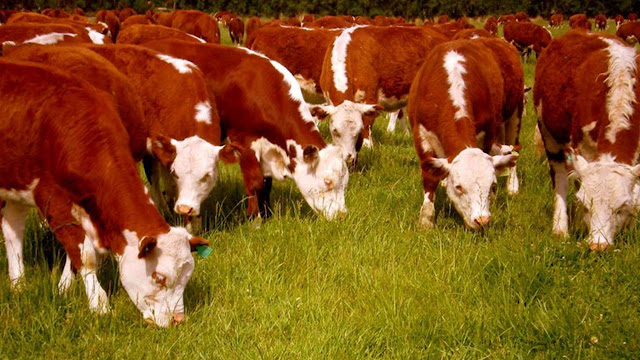 Brasil, cercado por sus principales mercados: la carne vacuna enfrenta nuevas trabas en China y Europa