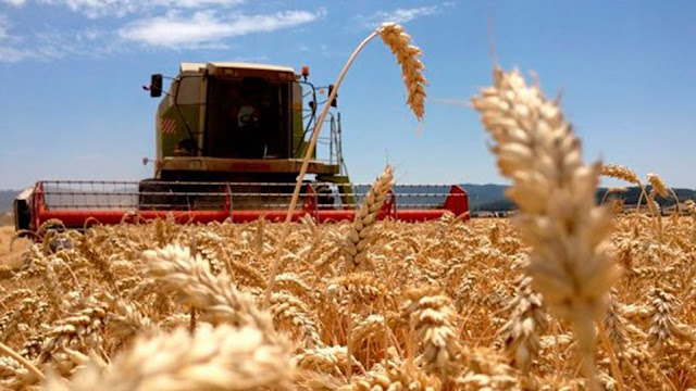 La cosecha de trigo aumentó más del 28% en el ciclo 2023/24