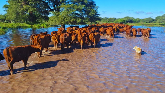 INTA Recomienda Ajustar El Manejo Ganadero Ante El Exceso De Lluvias