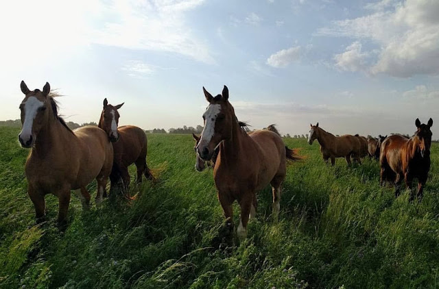 Mañana Se Realizara Taller Sobre Equinos En la Facultad De Veterinarias