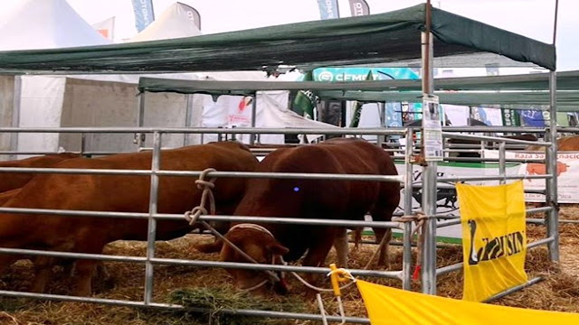 La raza Limousin De Origen Francés Presente En Expoagro 2026.