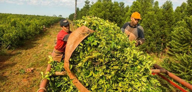 Productores Retomaron La Cosecha Luego Del  Acuerdo Por El Precio De La Yerba