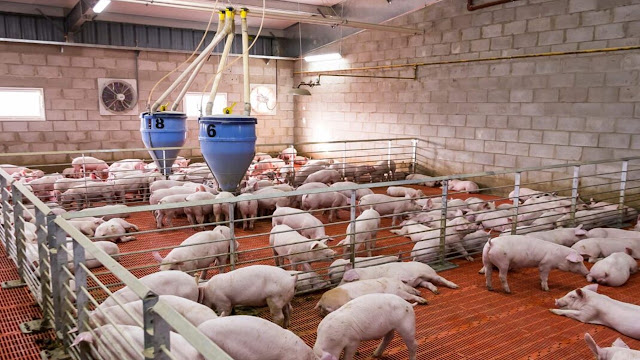 Santa Fe Concentra el 15,6% De La Producción Porcina Nacional y Enfrenta Una Creciente Competencia Brasileña