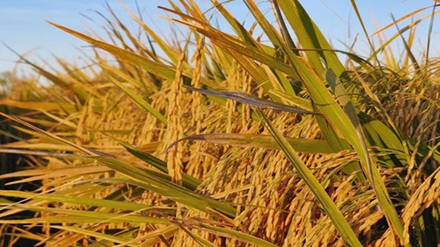 Arroz En Corrientes: Buenos Rindes, Pero Márgenes Negativos Ponen En Riesgo La Actividad