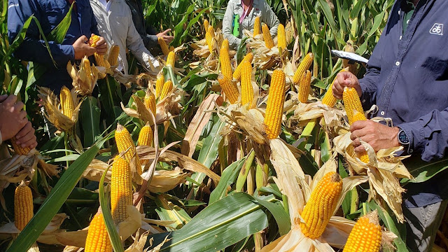 Maíz tardío 2026/27: Genética y Manejo Para Aprovechar Las Lluvias