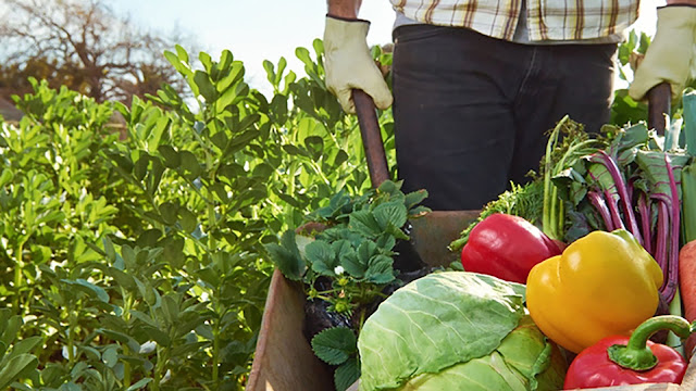 Participación Del Productor Agroalimentario.