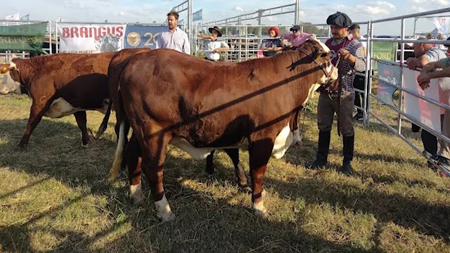 AgroActiva Ganadera: Genética De Punta, Remates De Elite y Expectativas Récord