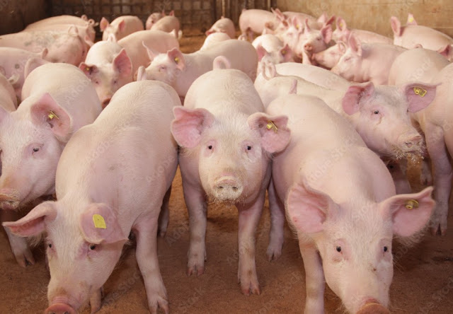 Capacitación en “Perspectivas del sector porcino e Inseminación artificial”