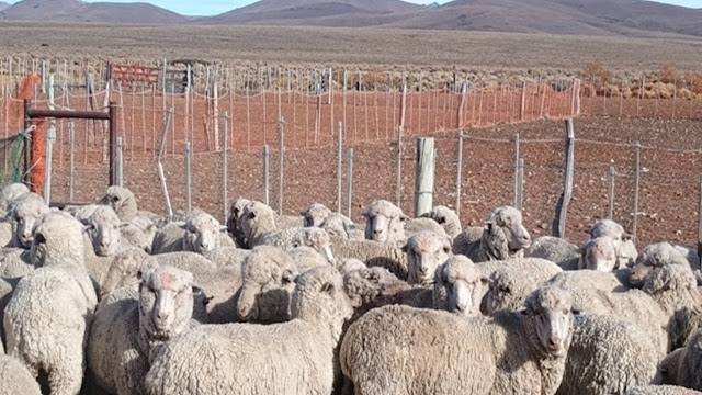 Santa Cruz Busca Recuperar Su histórica Producción Ovina En Un Escenario Complejo