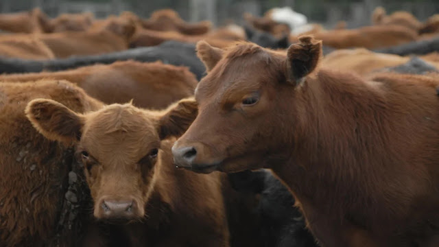 La Faena Vacuna Cayó Al Nivel Más Bajo En décadas y El Consumo De Carne Por Habitante Sigue En Descenso