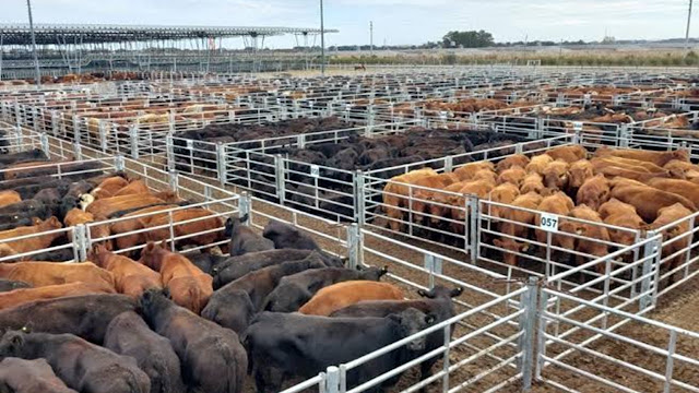 Mercado ganadero: Cañuelas mantuvo valores diferenciados para cada categoría
