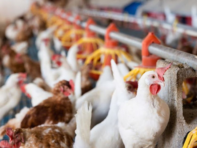 Brasil declara emergencia zoosanitaria por gripe aviar
