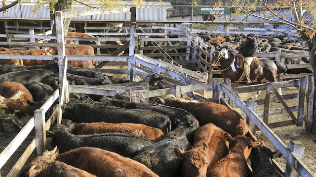 Boom exportador: la carne vacuna generó US$2.768 millones de dólares en los primeros siete meses del año